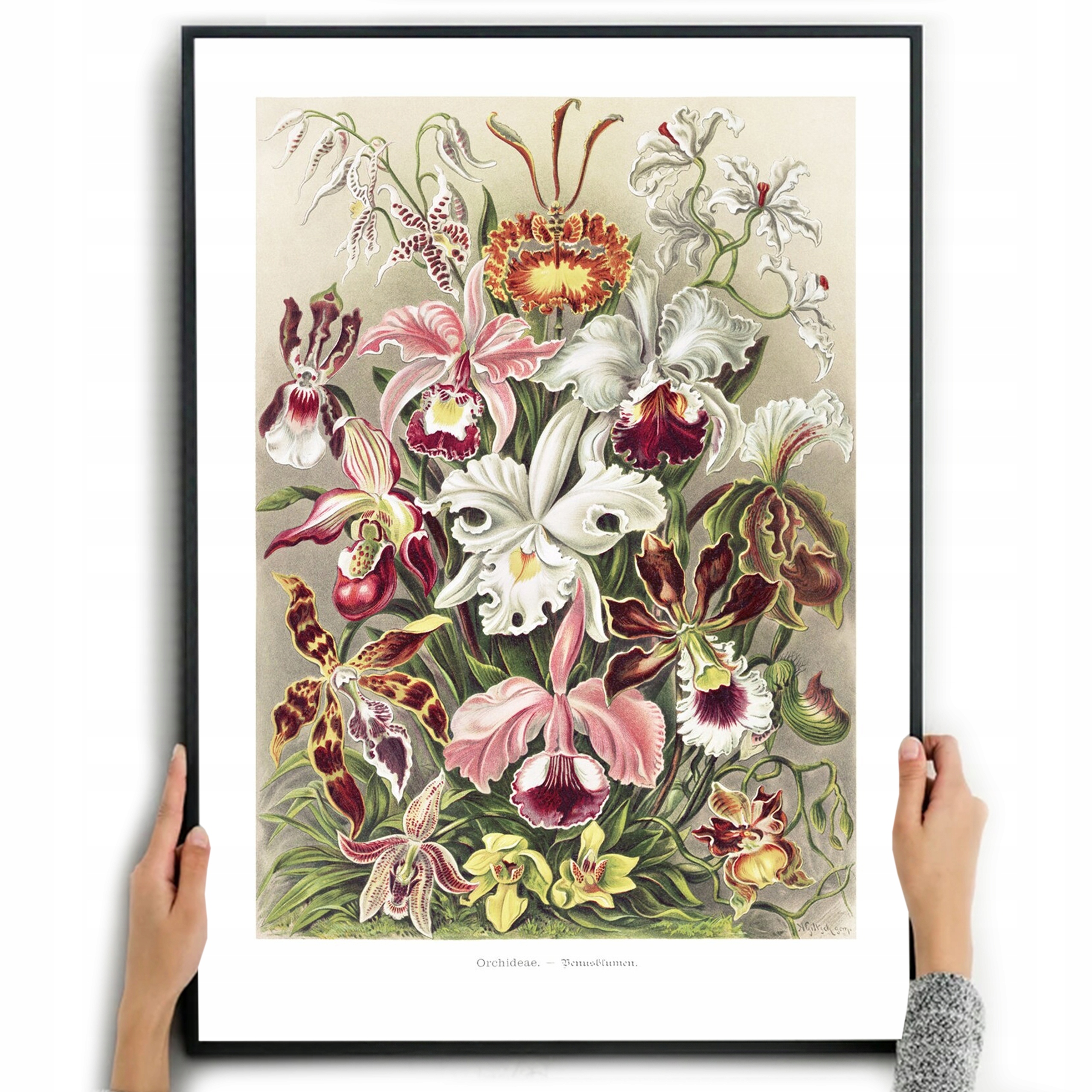 

Plakat Obraz Orchidee Ernst Haeckel Kwiaty A3