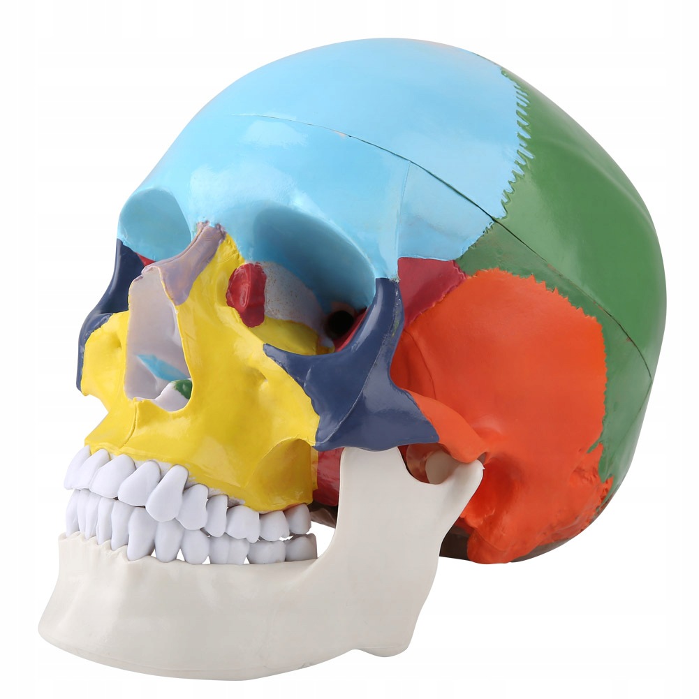 Model czaszki człowieka dydaktyczna kolorowa do lekcji anatomii