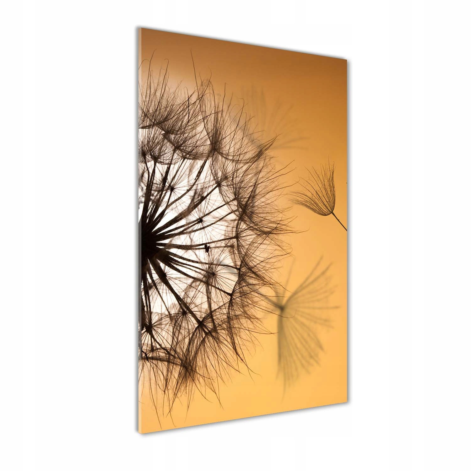 Akrylový fotoobraz na zeď Pampeliška 60x120 cm