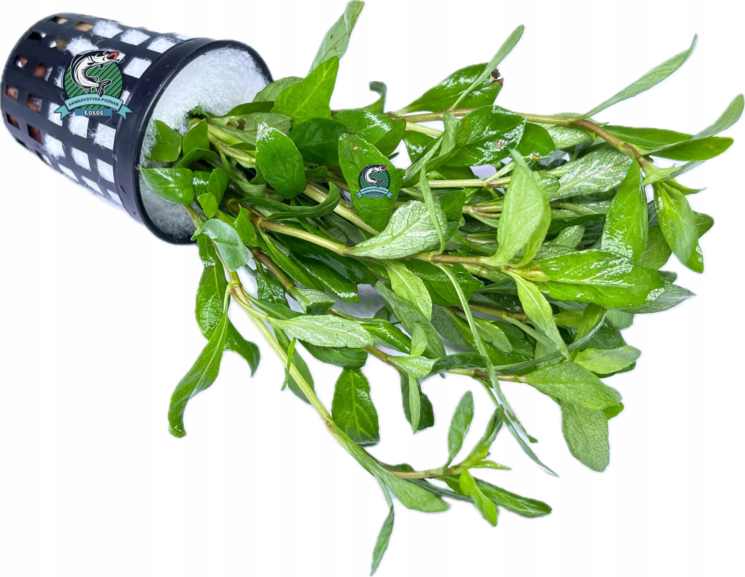 Hygrophila polysperma [koszyk]