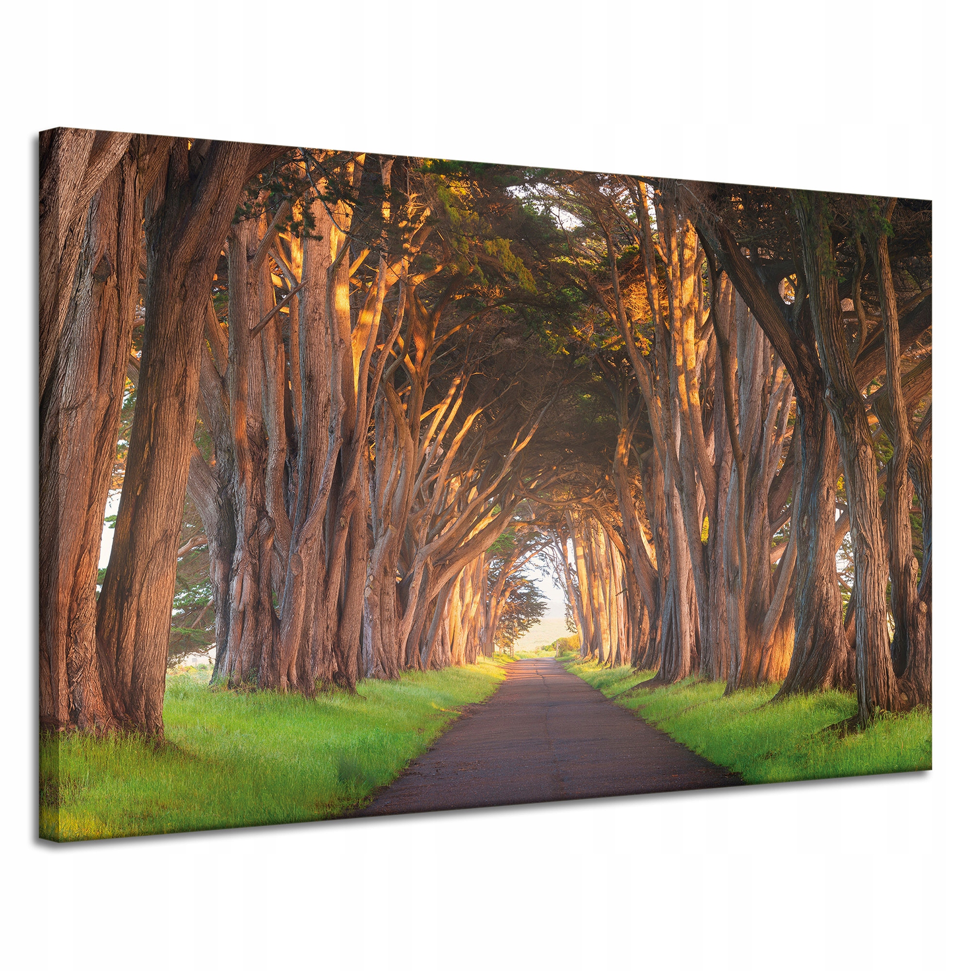 Obraz na plátně Cesta mezi stromy Příroda 120x80 cm