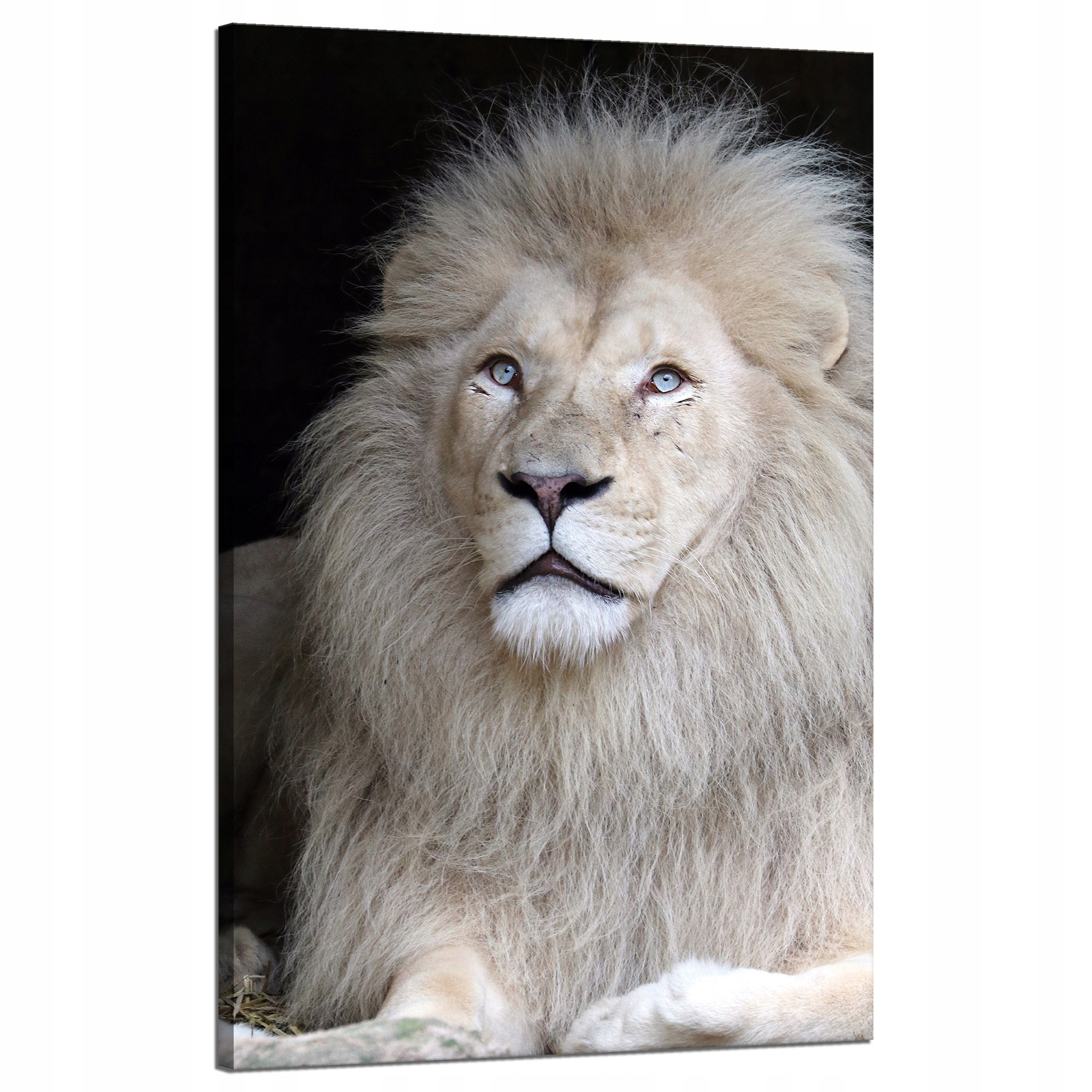 Obraz na plátně Světlé vlasy Lva Bílá Majestátnost 50x80 cm