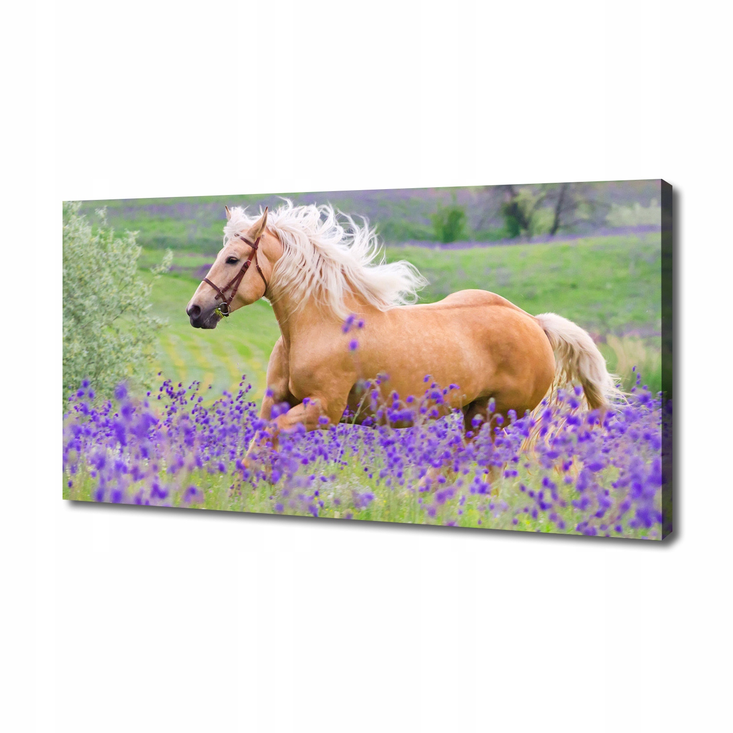 

Foto obraz na płótnie Koń na polu lawendy 140x70cm