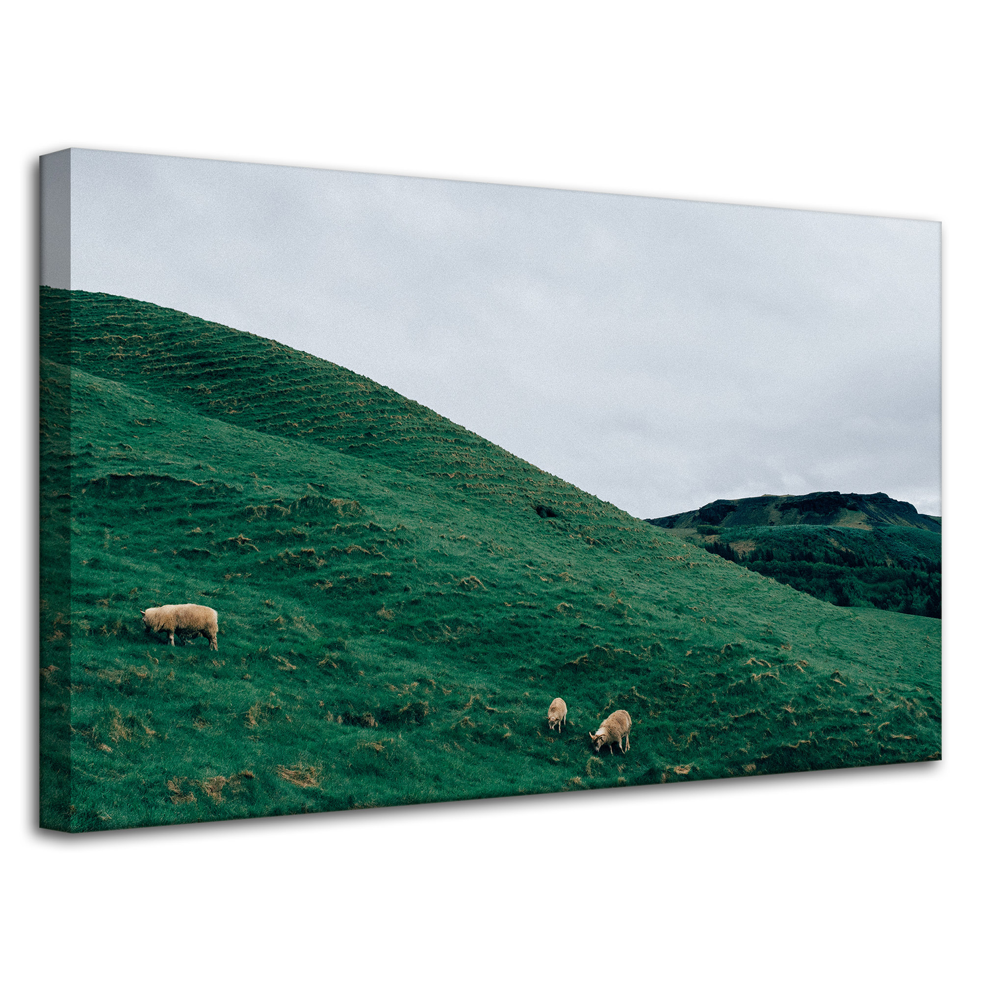 Obraz Canvas Příroda Pastvina v horách 80x50 cm