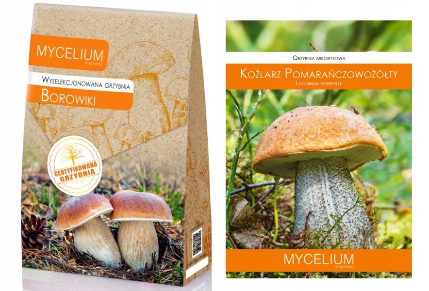 Levně Sada Borovic Kůzlář Oranžová certifikovaná podhoubí lesní houby
