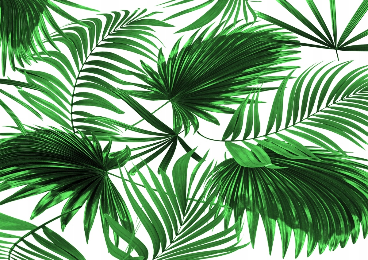 

Fototapeta Flizelinowa Liście palmowe 208x146