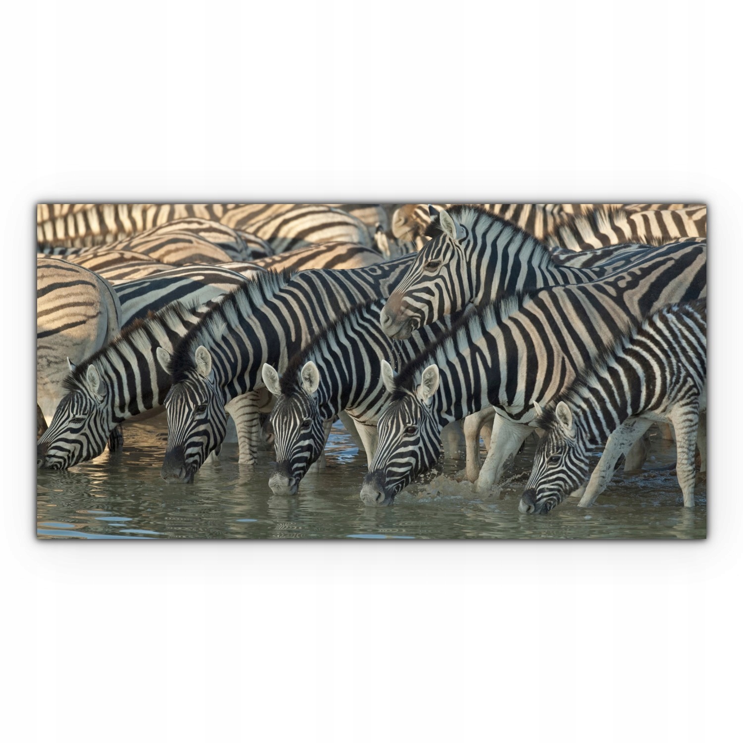 

Obraz canvas na ścianę 140x70 Zebra Afryka Zwierzę