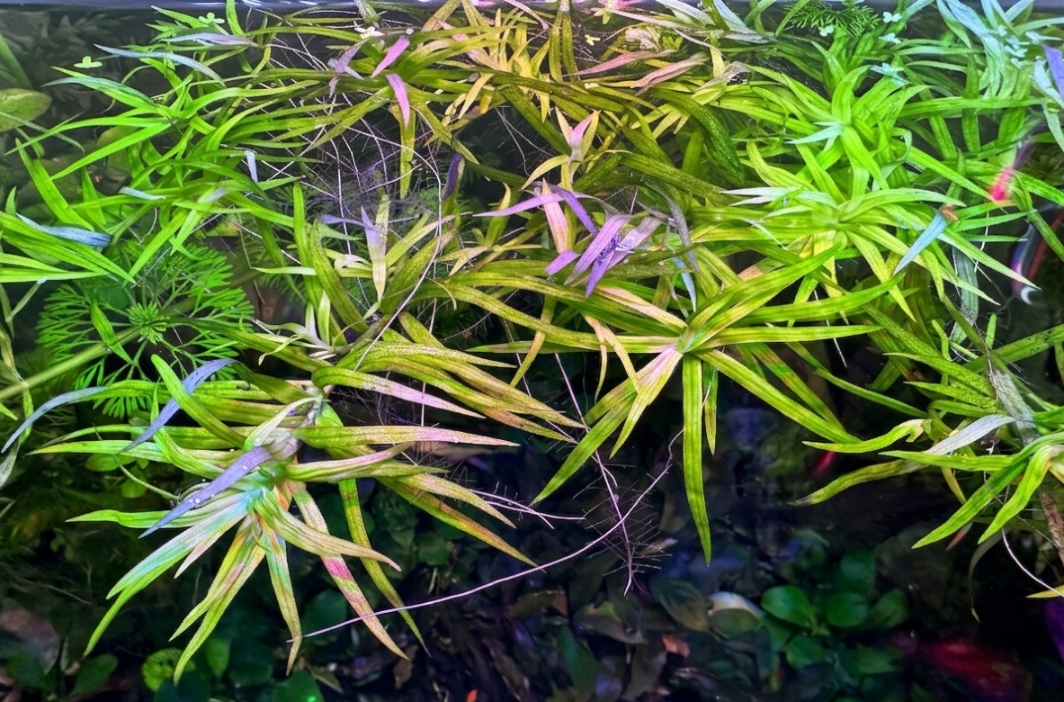 Heteranthera zosterifolia - roślina do akwarium
