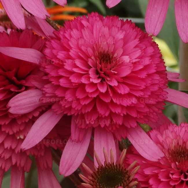 Jeżówka 'Mini Belle' Echinacea P13