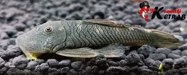 Chaetostoma thomsoni/Zbrojnik L187