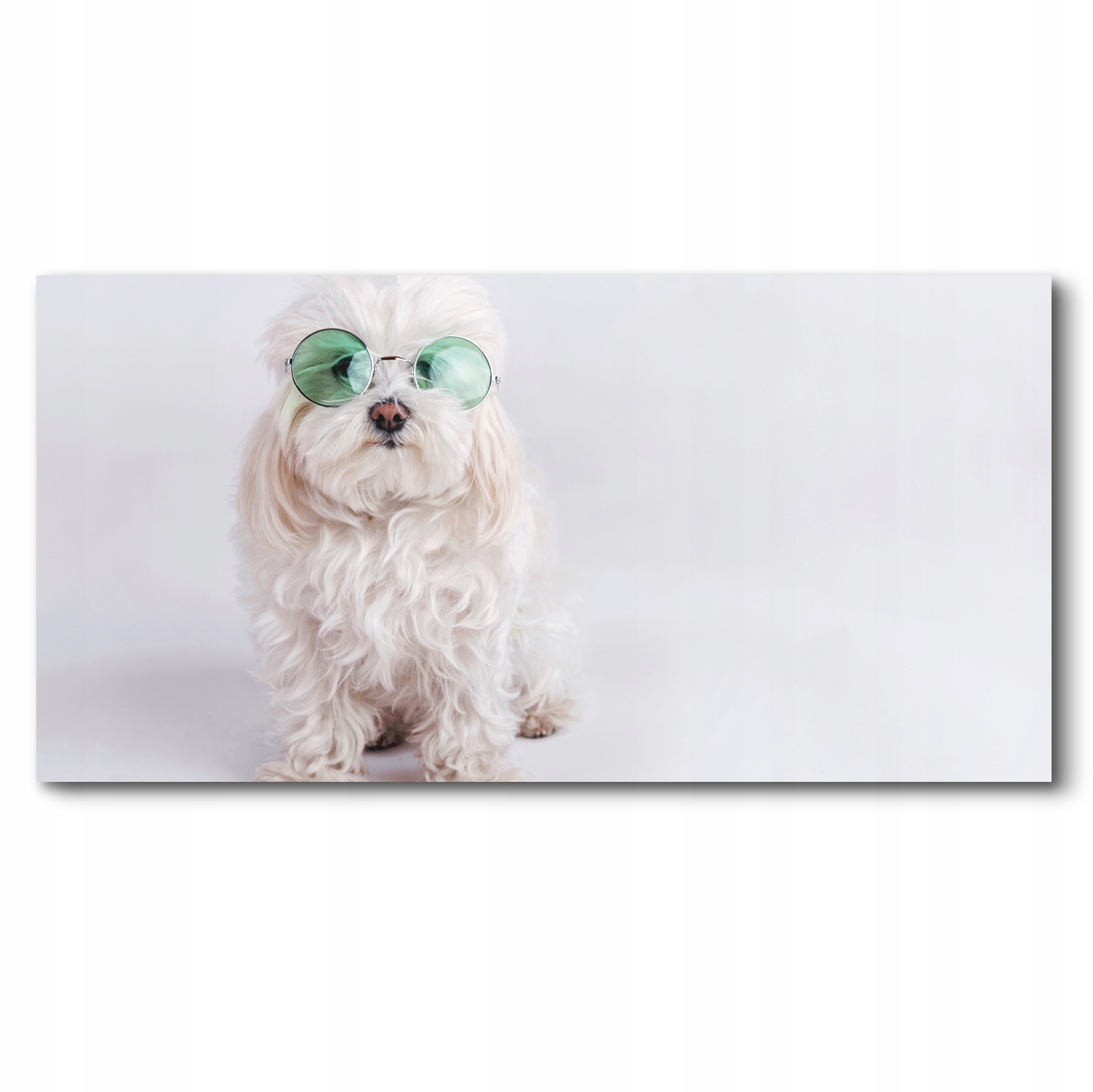 

do salonu Obraz canvas pies zielone okulary 140x70