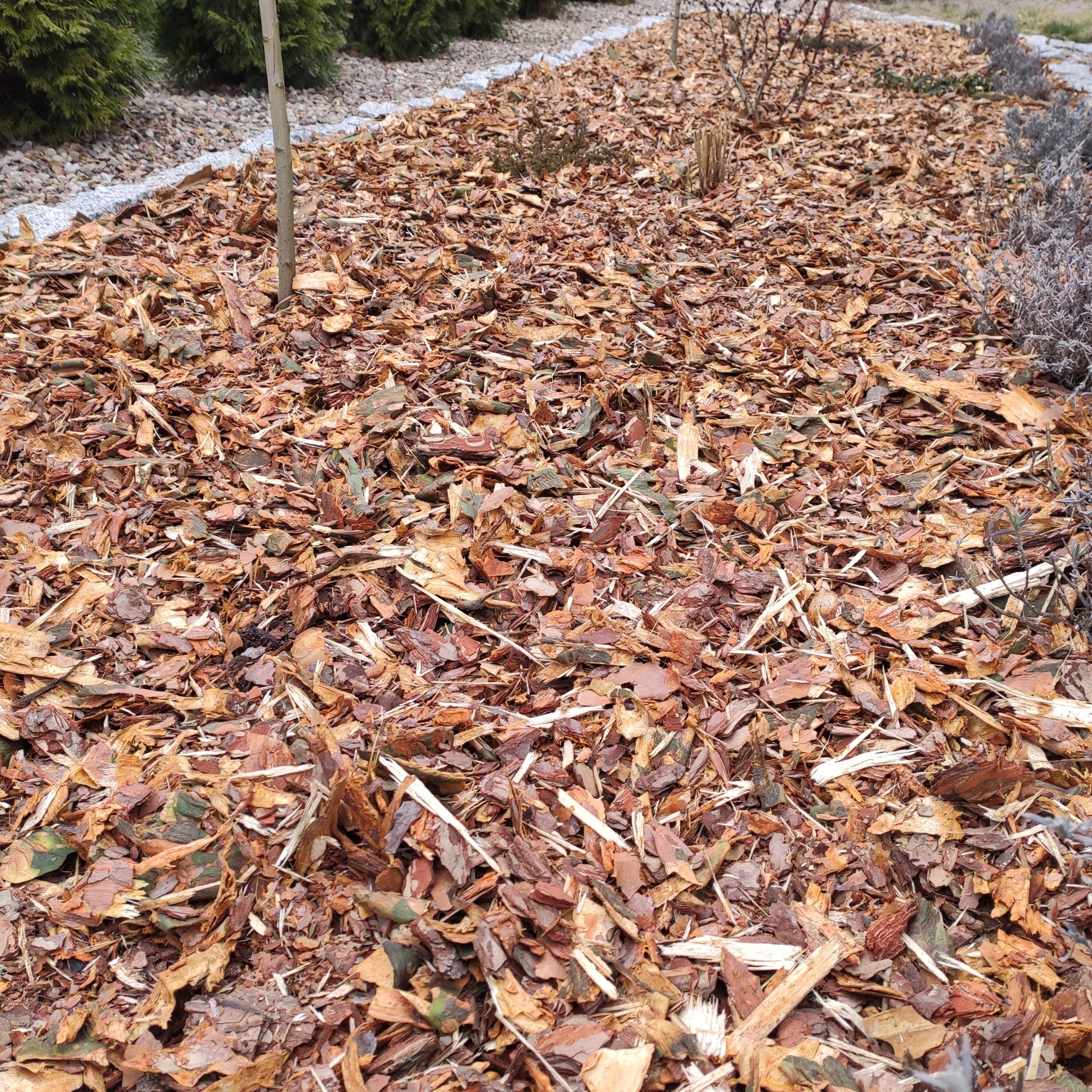 KORA SOSNOWA OGRODOWA WOREK 80L Rodzaj sosnowa