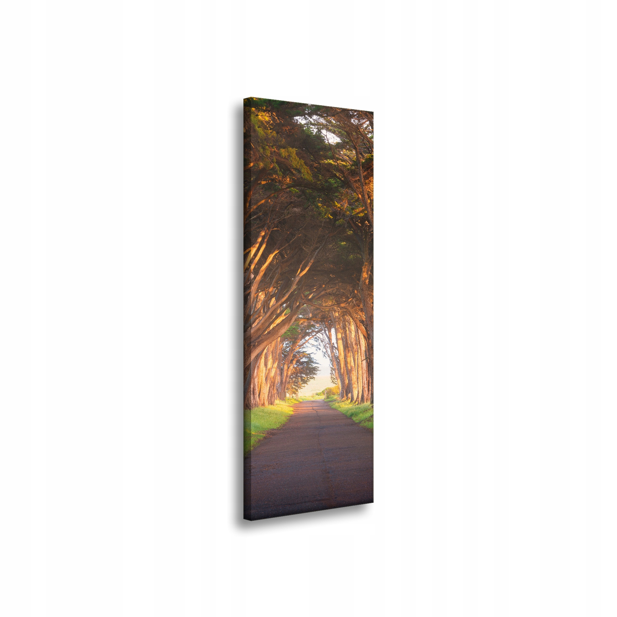 Obraz na plátně Cesta mezi stromy Příroda 40x120 cm