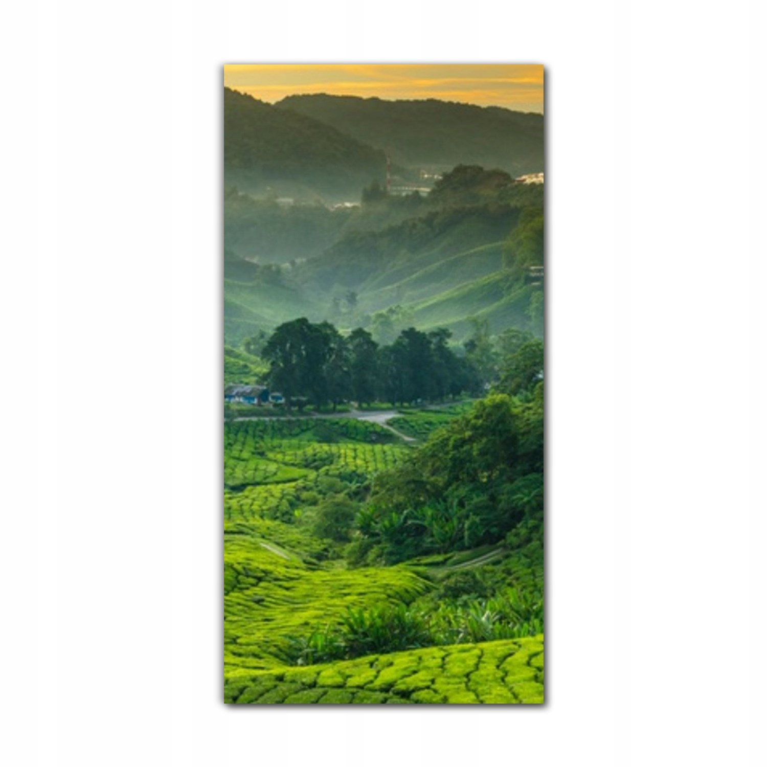 

Obraz na szkle na ścianę 70x140 Plantacja herbata