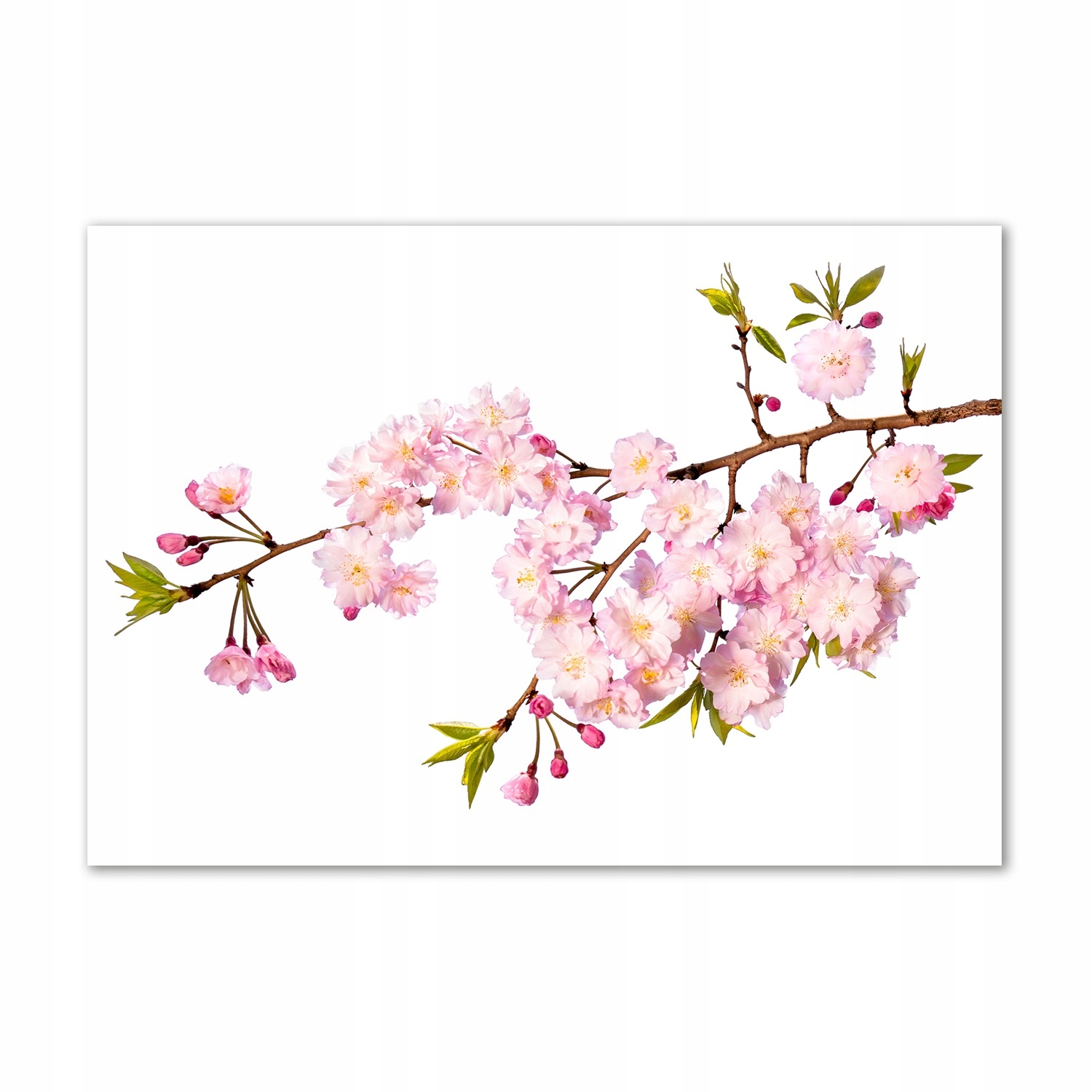 

Obraz zdjęcie na ścianę akryl Dzika róża 100x70 cm