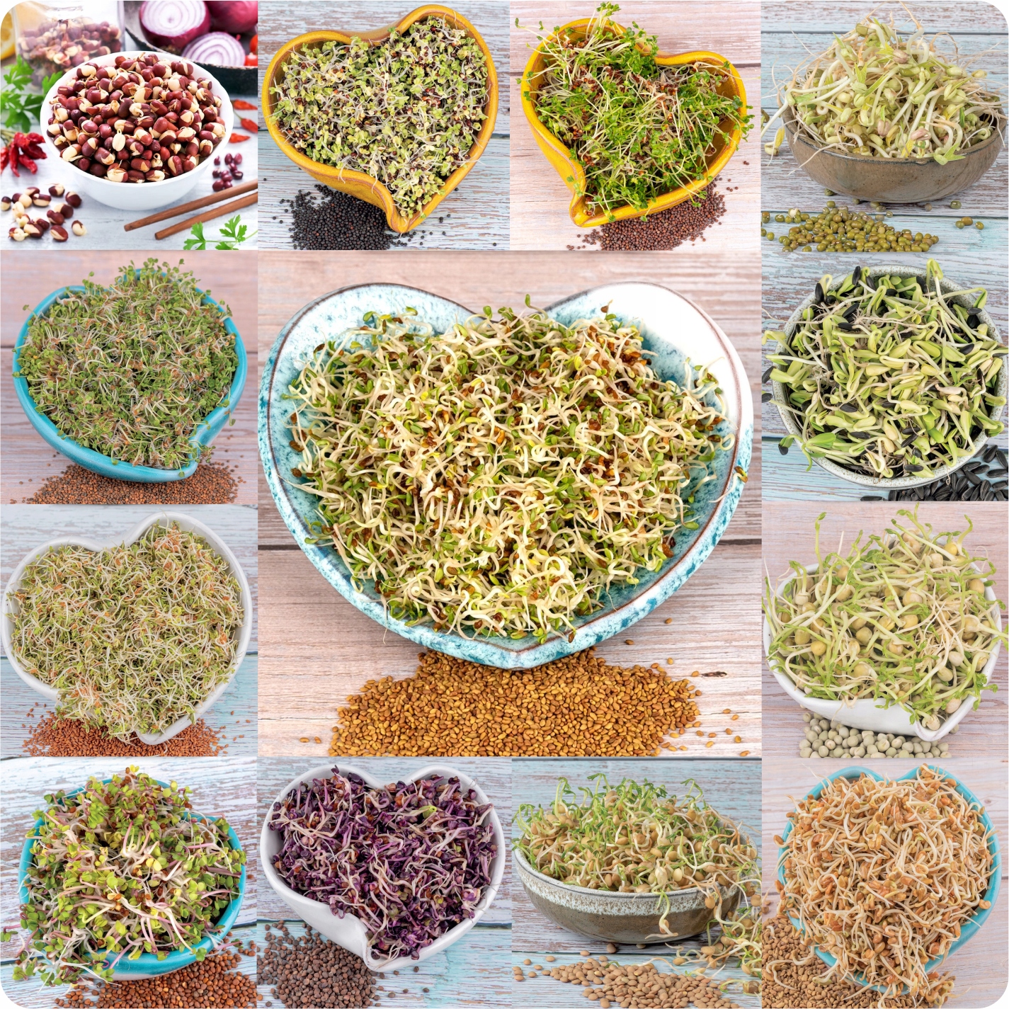 Levně Sada Semínka Na Klíčky MIX Odrůd Snadné Pěstování Microgreens 51Seed