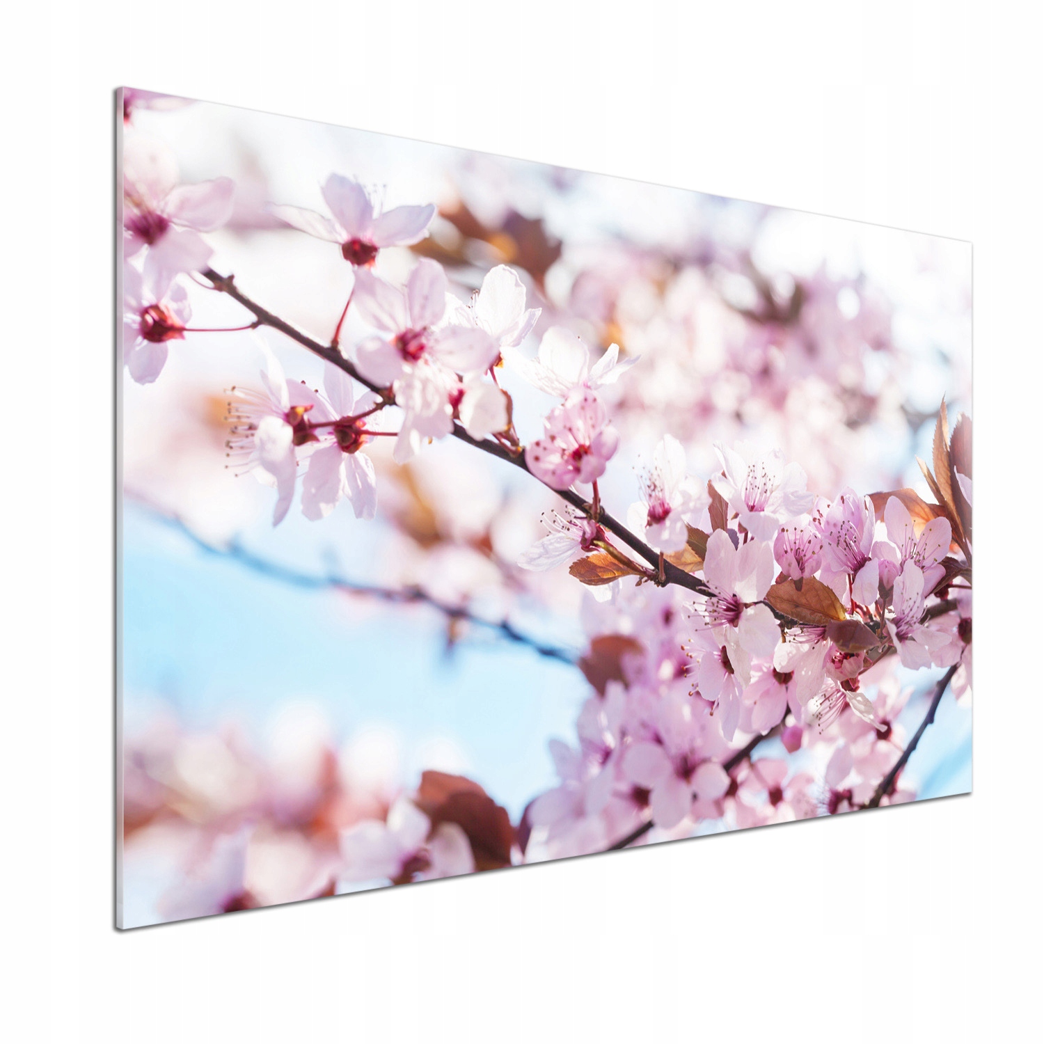 Panel dekor sklo Kvety čerešní 100x70 cm Lepidlo