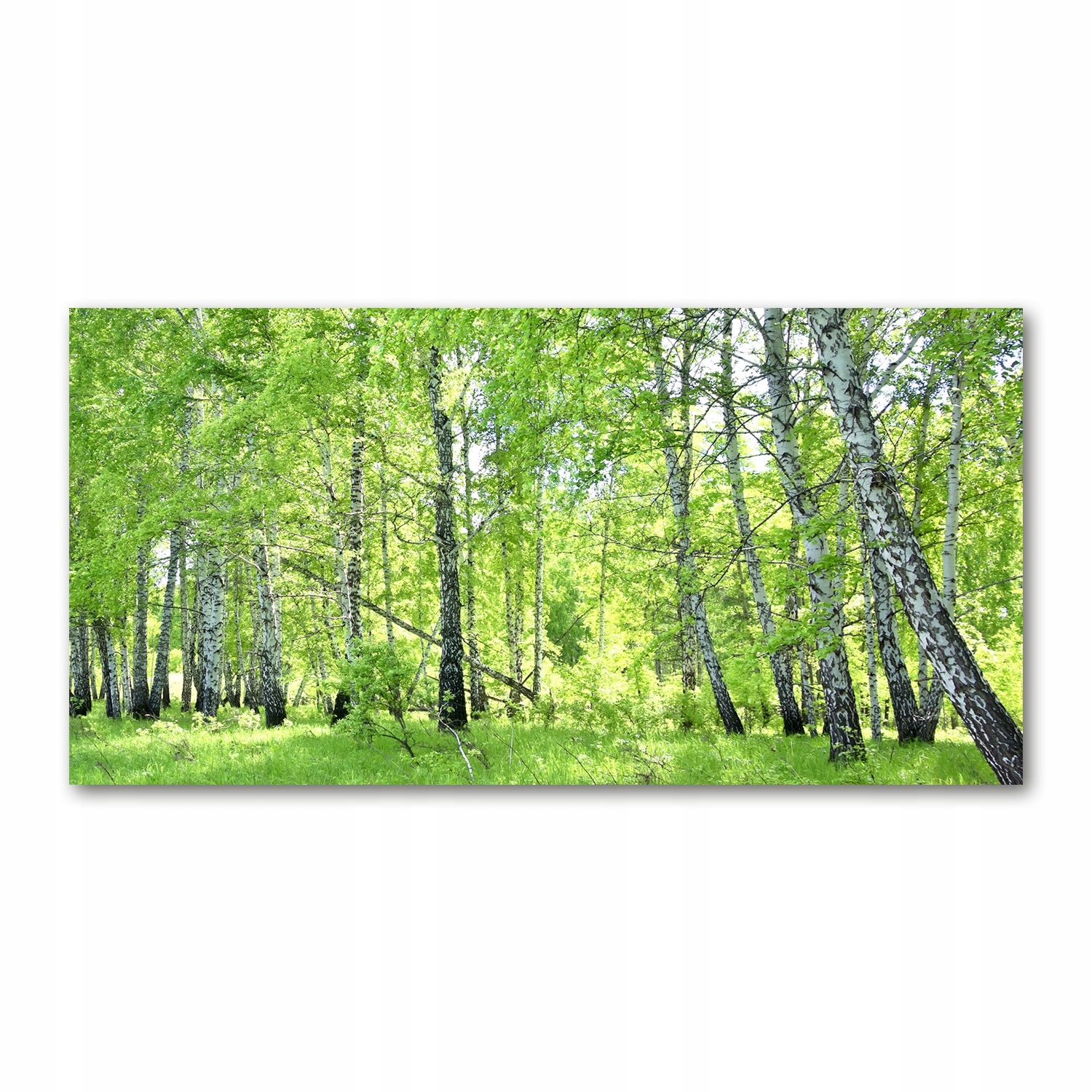 

Foto obraz akryl zdjęcie Las brzozowy 120X60 cm