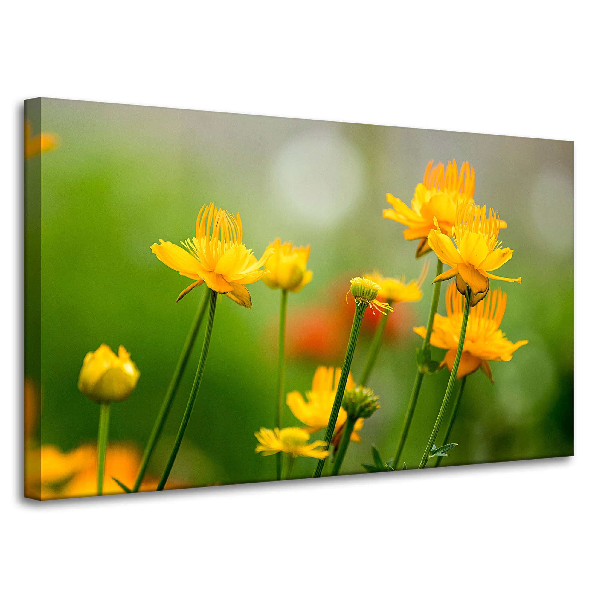 Obrazy na plátně Botanika Žluté květy 100x60 cm