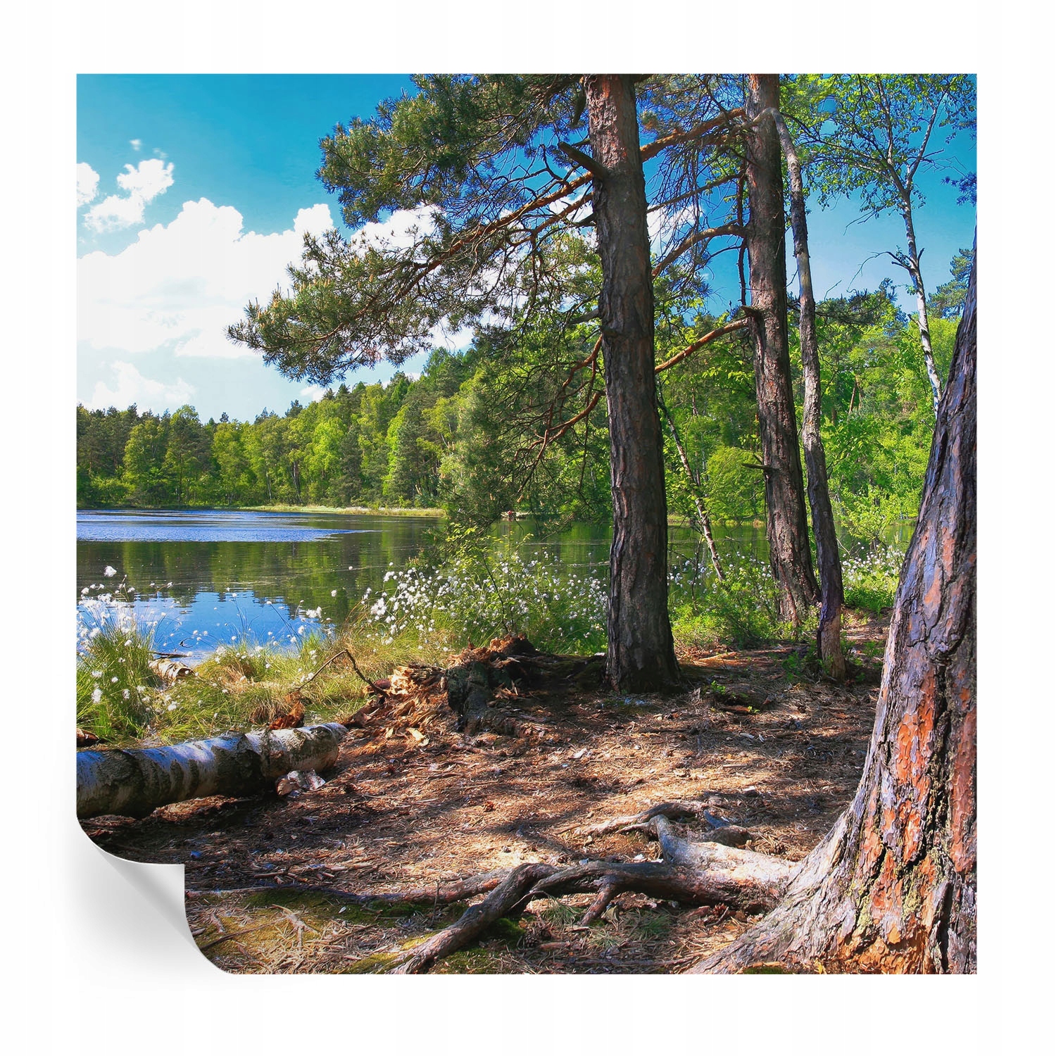 Samolepicí fototapeta na zeď do ložnice Lesní krajina 250 x 250 cm