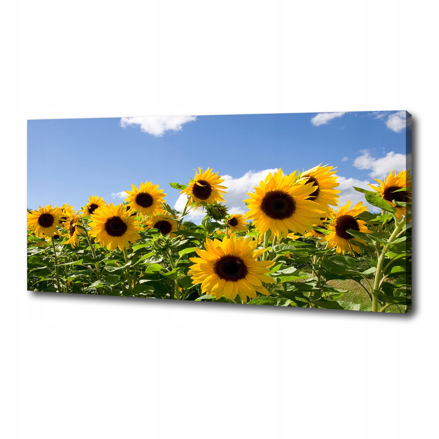 

Foto obraz canvas na ścianę Słoneczniki 125x50 cm