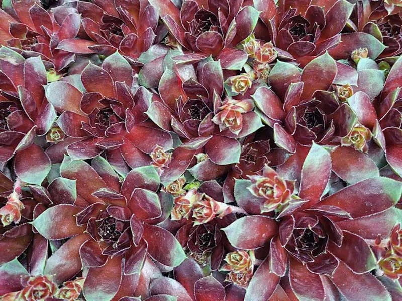 rojnik Lacerta - sempervivum Lacerta