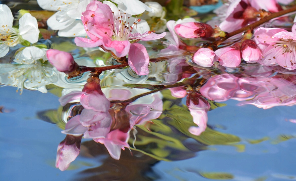 

Tapeta flizelinowa Kwiat wiśni Woda 416x254