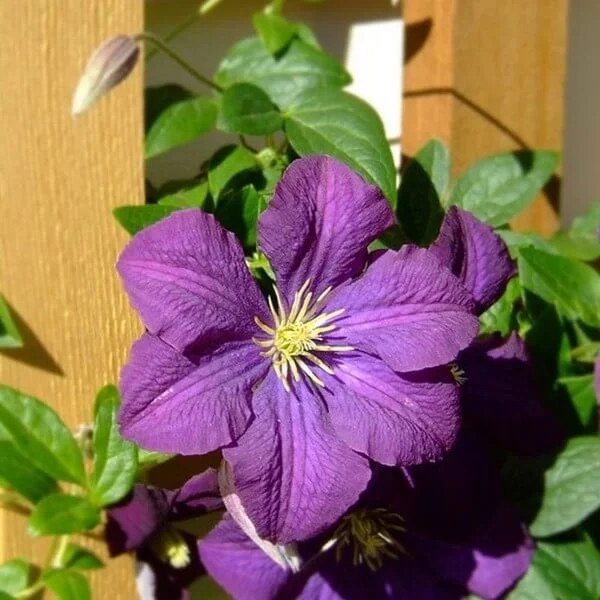Clematis 'Etoile Violette' poj. 2L