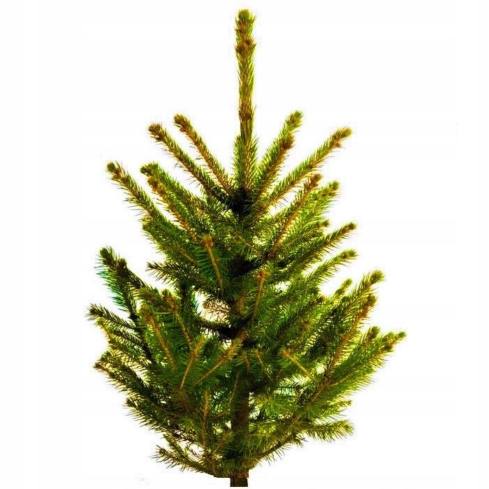 

Żywa Choina na pniu Kująca Świerk Zielony 1m- 1,5m