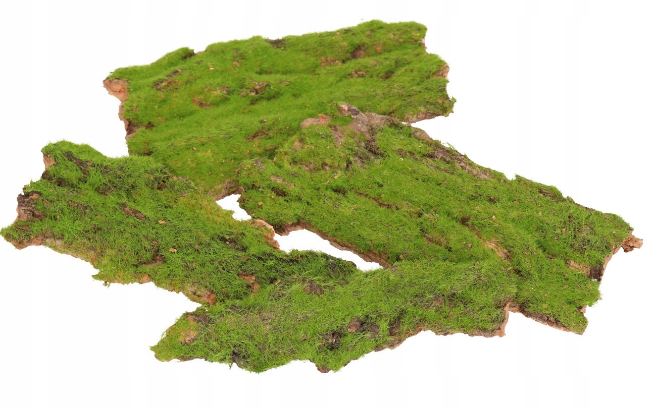 

Kora Z Mchem Susz Dekoracyjny Drewno Do Stroika