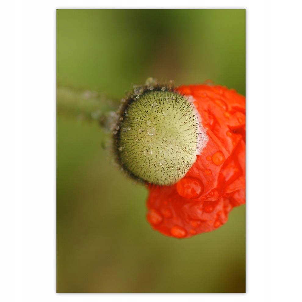 

Plakat samoprzylepny 40x60 Mak Maki Kwiaty Kwiatki