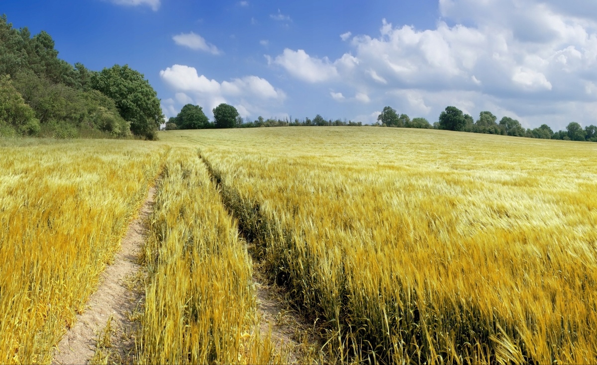 

Fototapeta Flizelinowa Łan zboża 416x254