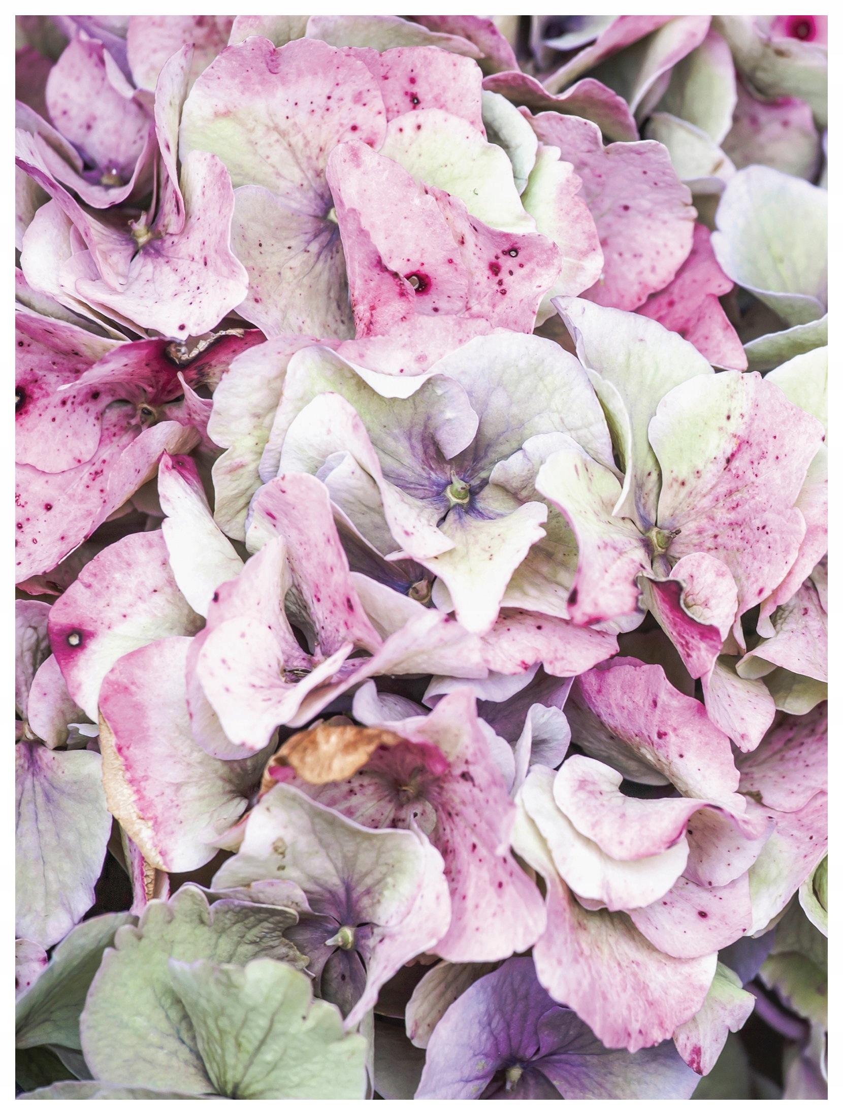 Fototapeta Hortenzia pastelová jemnosť vinylová 184x254 lepidlo