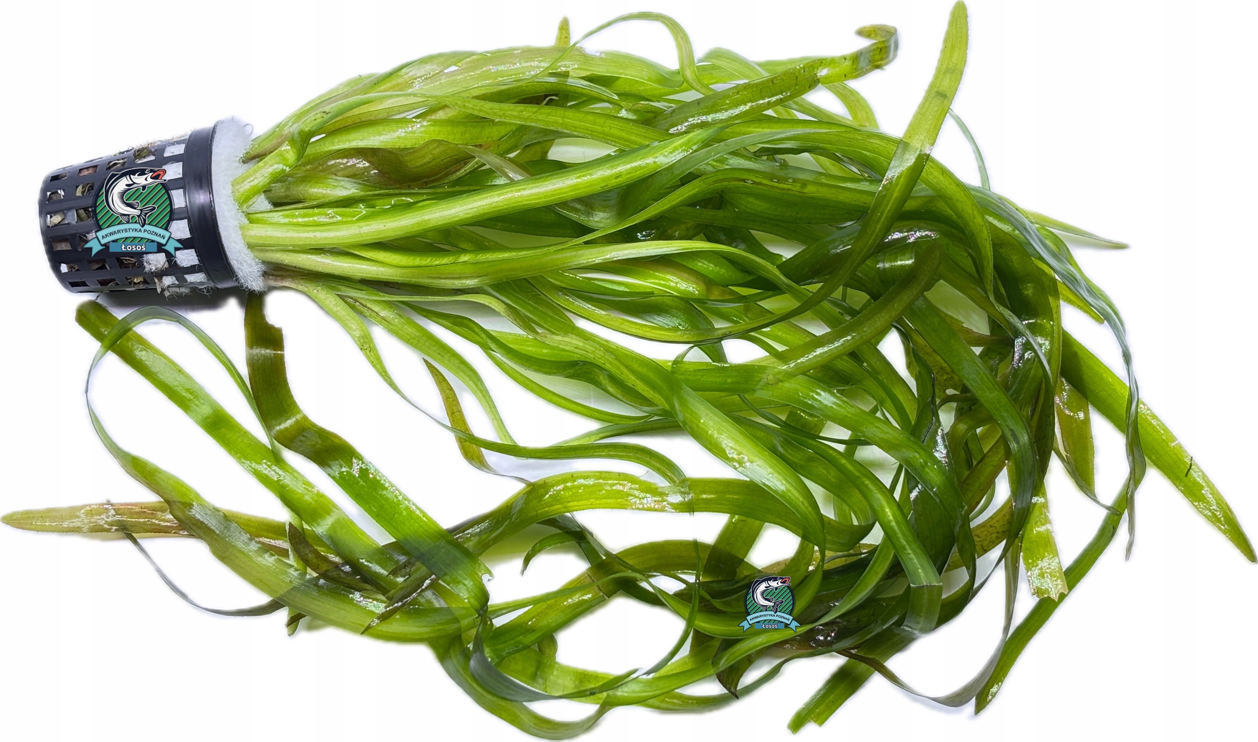 Vallisneria serpentina 'Tiger' [koszyk]