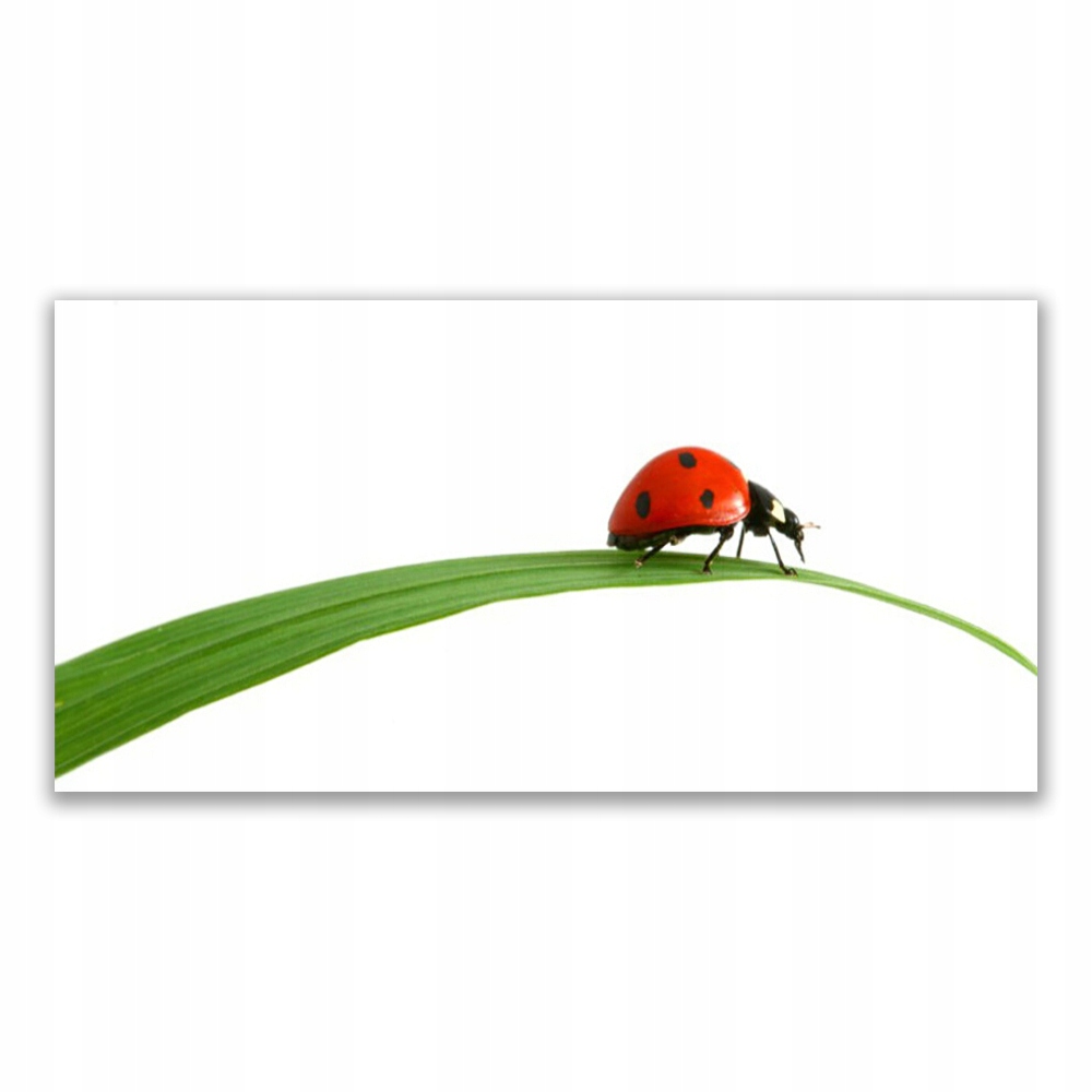 

Fotoobraz akryl z grafiką 140x70 Biedronka Natura