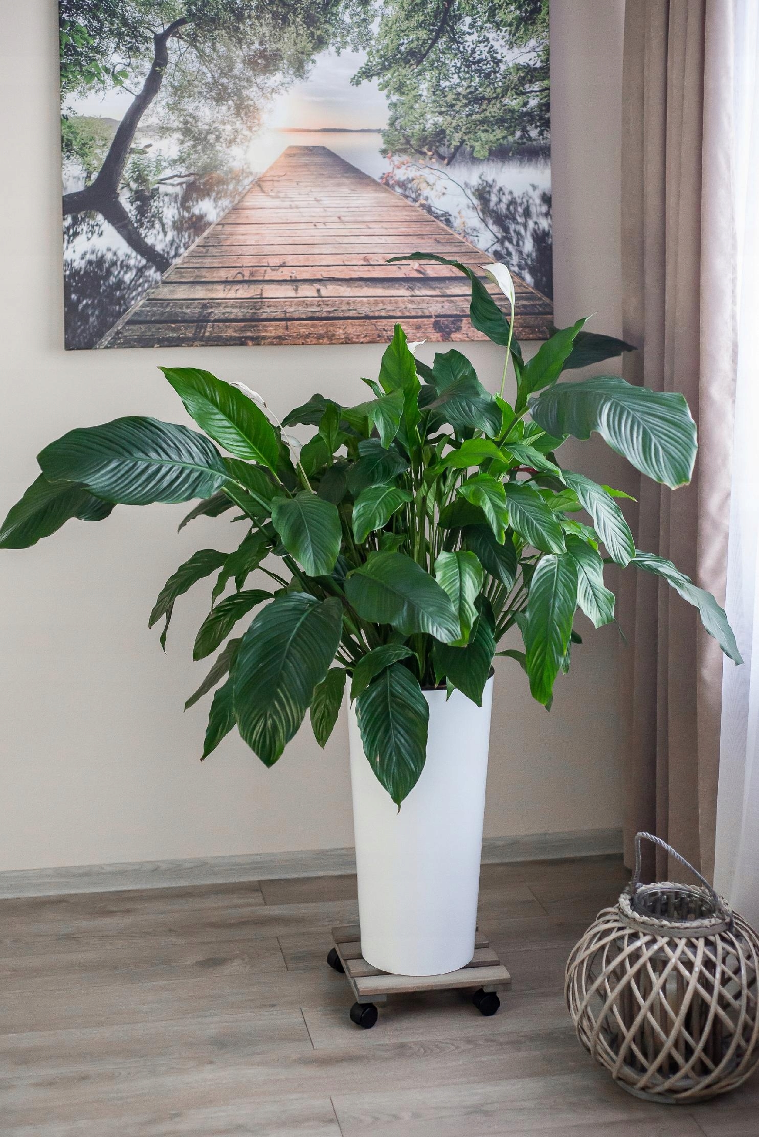 PODEST PODSTAWKA DREWNIANA POD KWIATEK DONICĘ DONICZKĘ NA KÓŁKACH SOLIDNA Szerokość produktu 30 cm