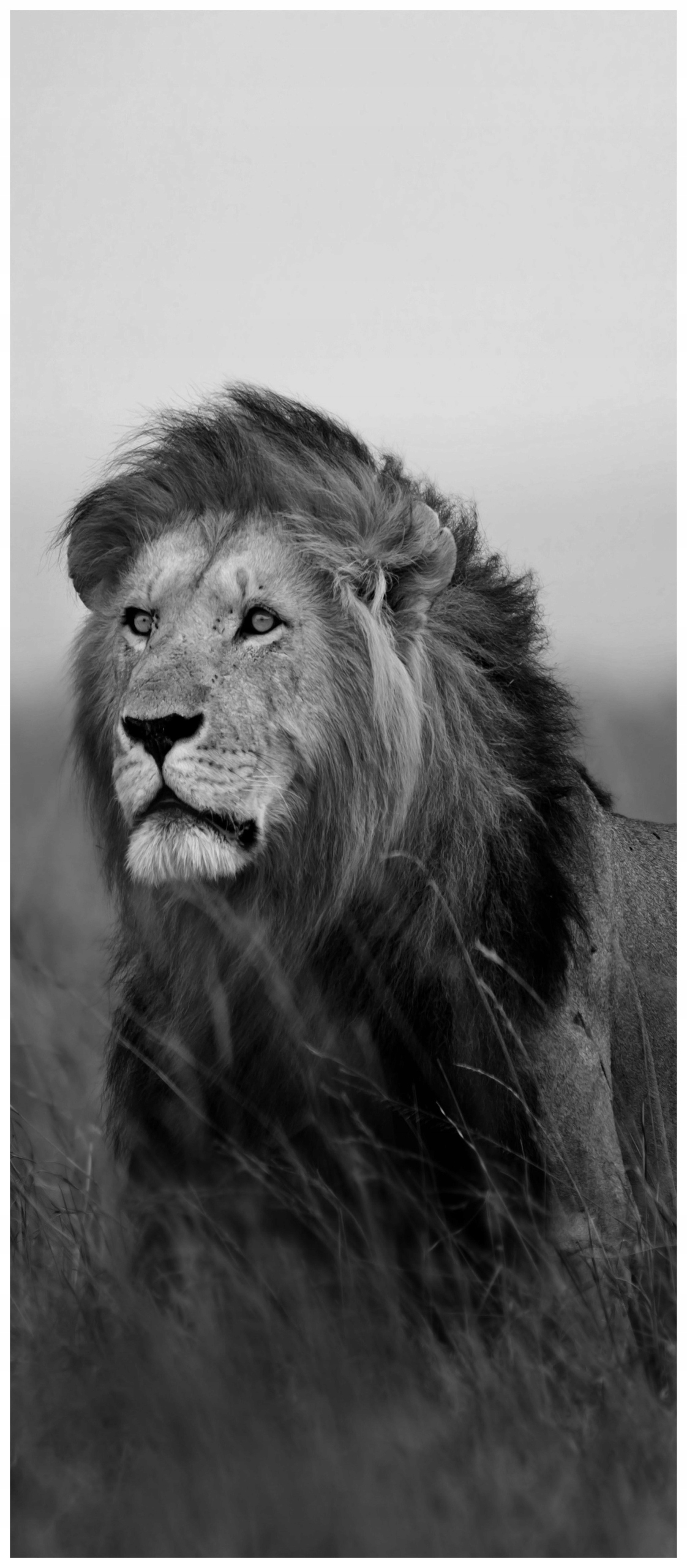 Fototapeta Lev Síla a klid na zdi Černobílá majestátnost 91x211 lepidlo