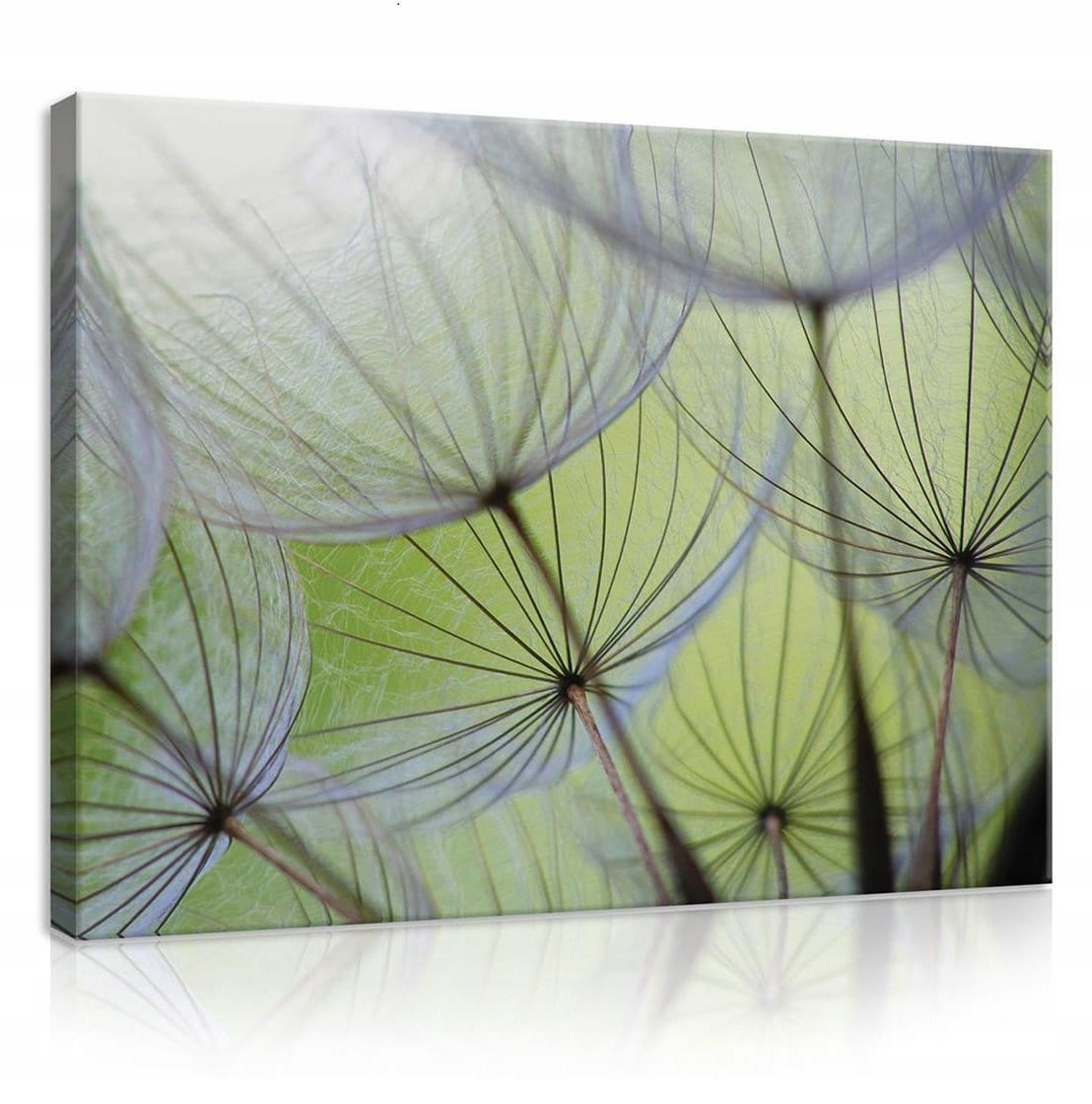 Obraz 80x60 Pampeliška lékařská semena peří lehkost vzduch příroda makro