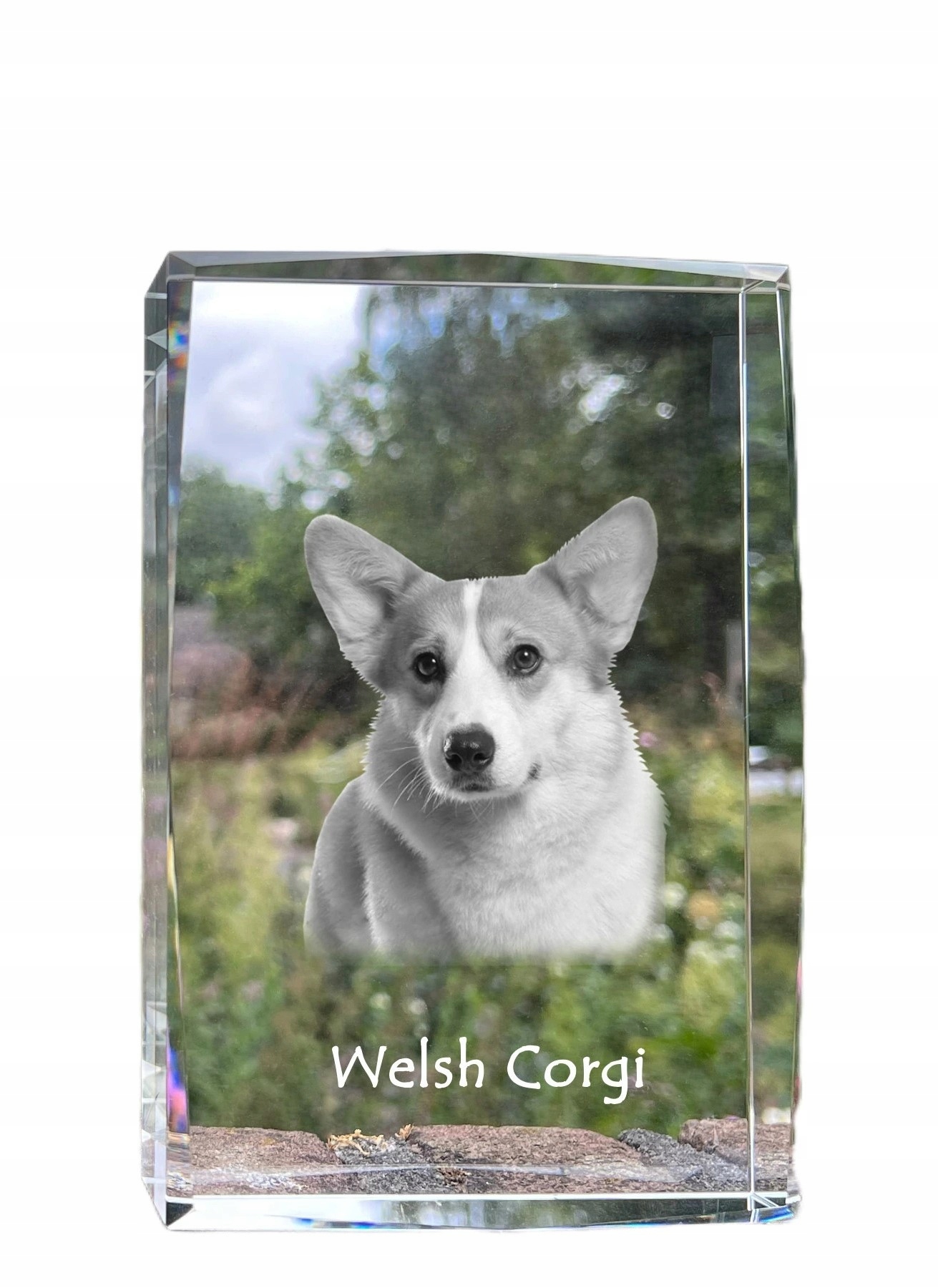 Pembroke Welsh Corgi fotografia psa v kryštáli, suvenír, trofej, soška