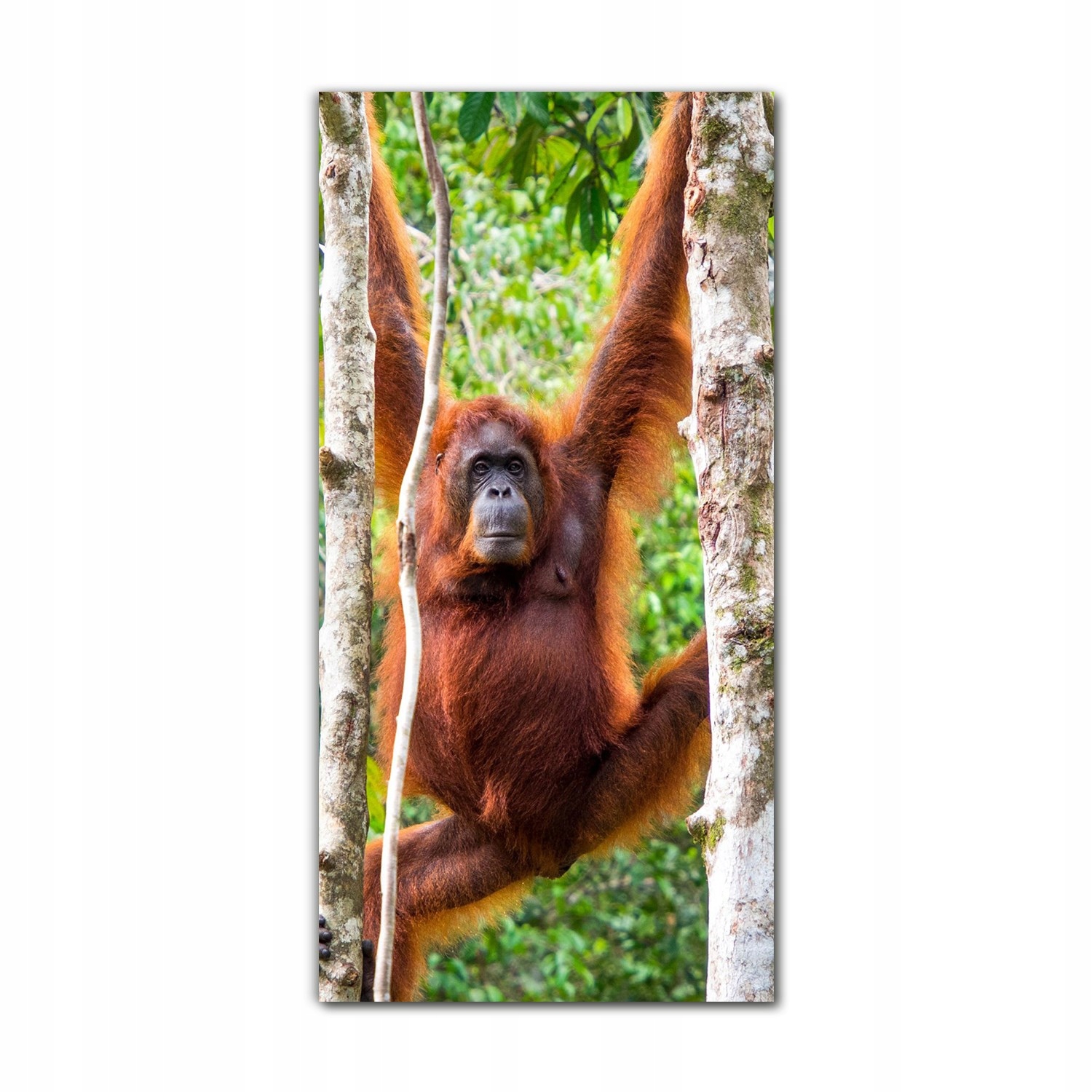 

Foto-obraz na szkle na ścianę 60x120 Malezja małpa