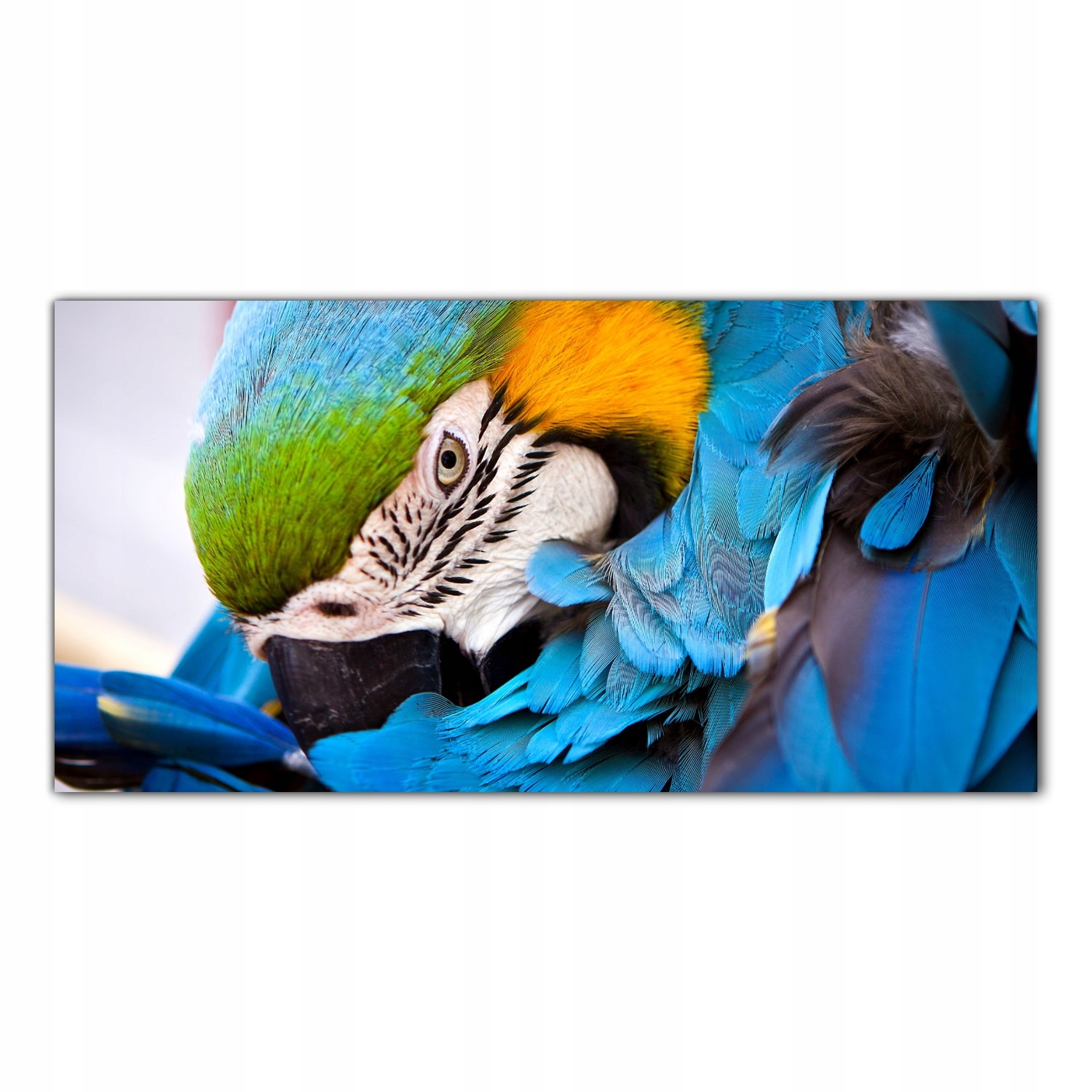 

Obraz Szklany Foto-obraz Ary Papugi Ptaki 140x70