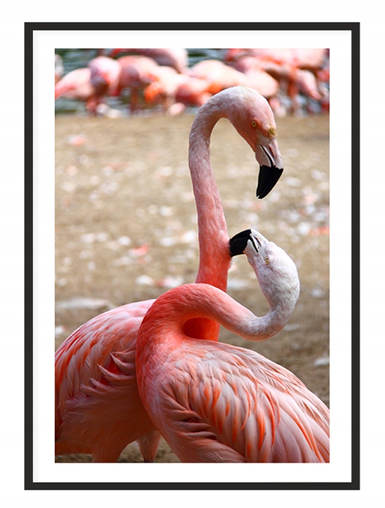 

Obraz Plakat Rama 53x73 cm Flamingi P1969