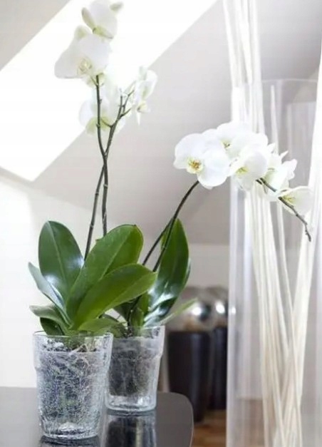 Osłonka osłona szklana do storczyka wazon doniczka Materiał szkło