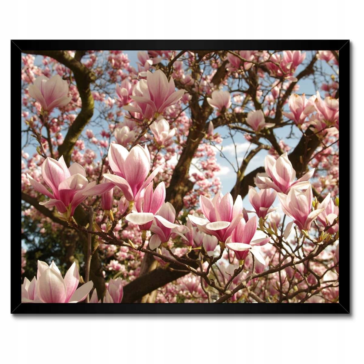 Plakáty v rámu 50x40 Magnolie Květiny Světle Modrá