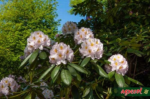 NAWÓZ DO RODODENDRONÓW I HORTENSJI 1,5kg 100 DNI Producent Agrecol