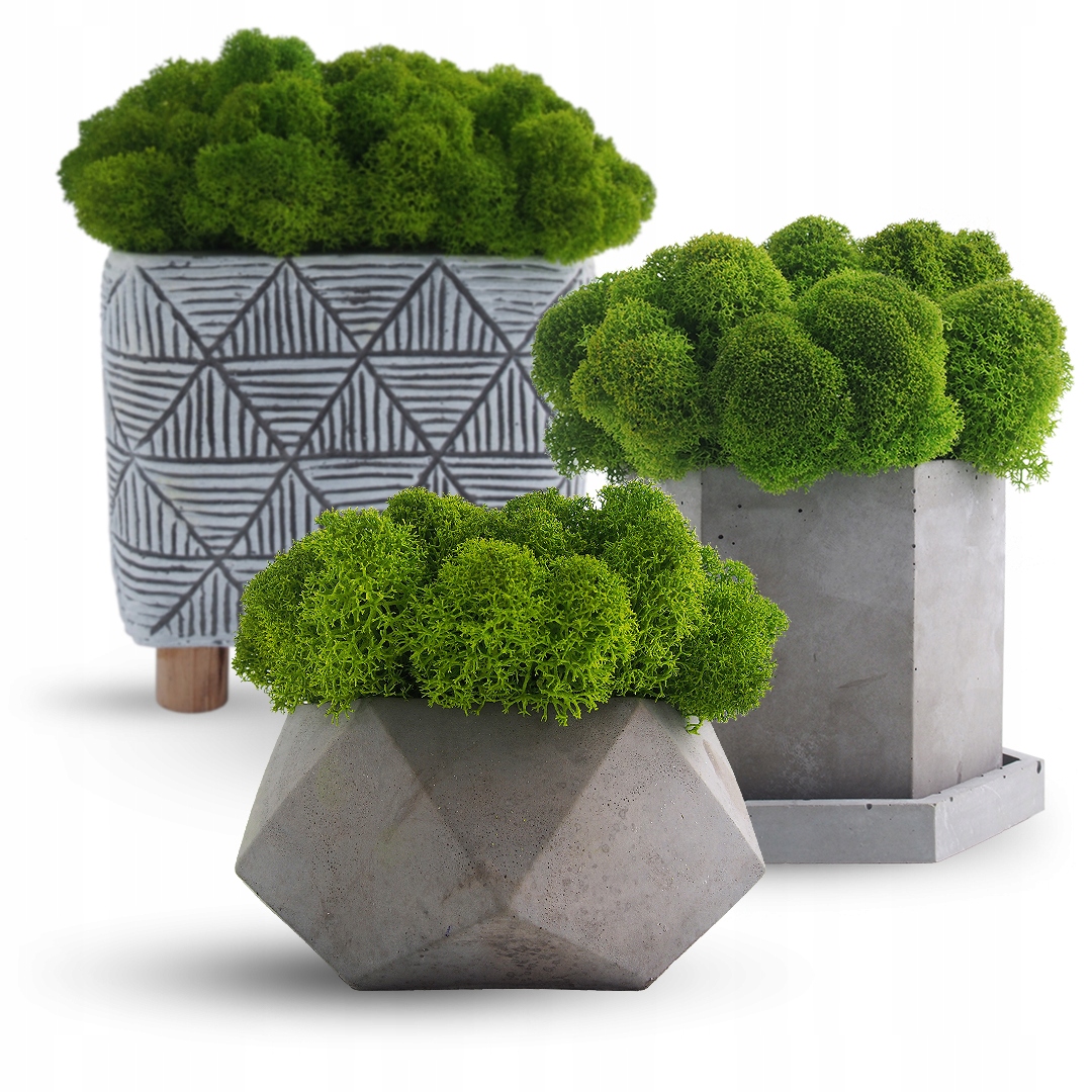 Mech chrobotek fiński 500g netto jasny zielony Marka bez marki