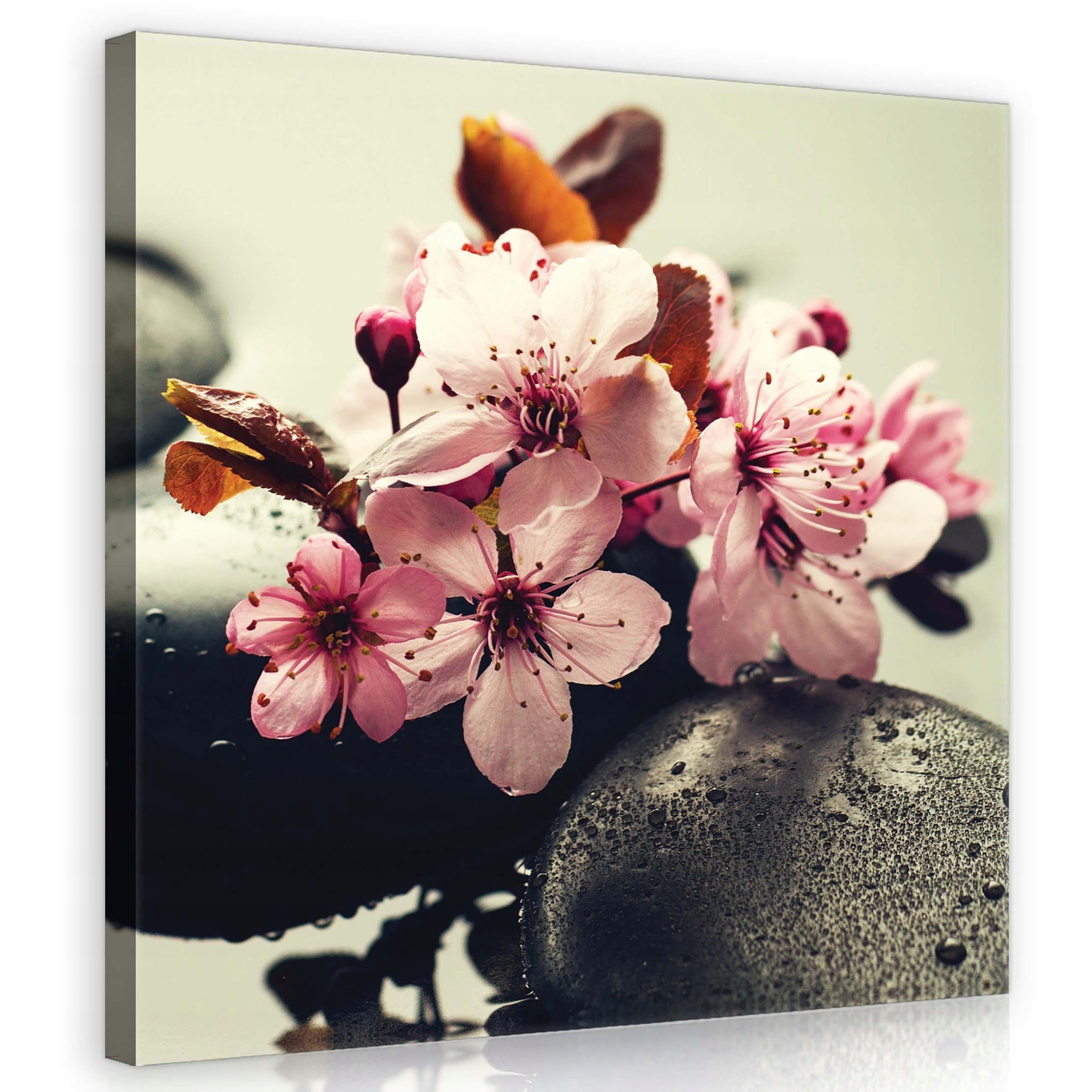 Obraz 80x80 Květy třešní kameny spa kapky vody klid harmonie
