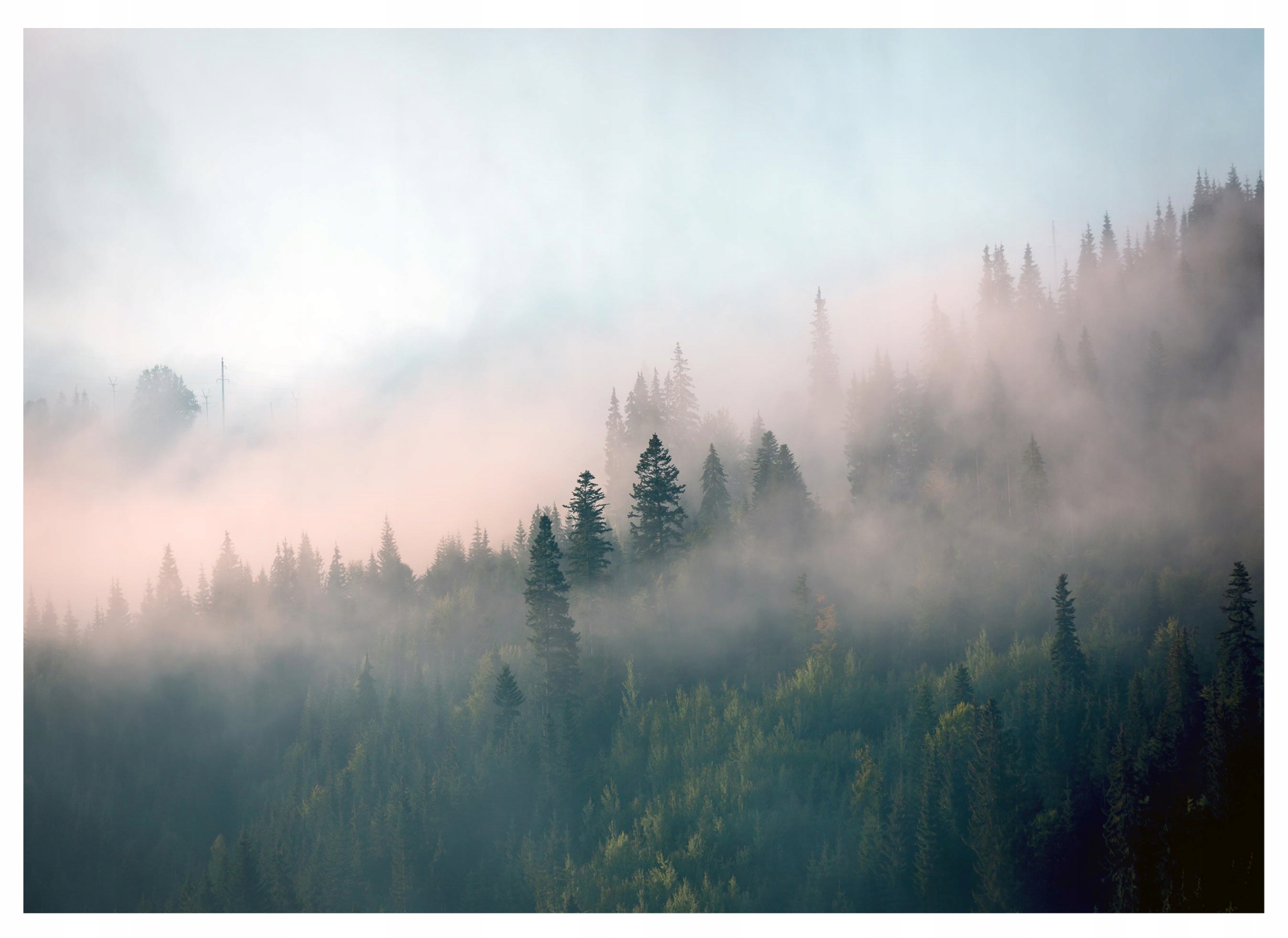 Fototapeta Mlžný Les Mlha Příroda Stromy Skandinávský Styl Tapeta 250x175