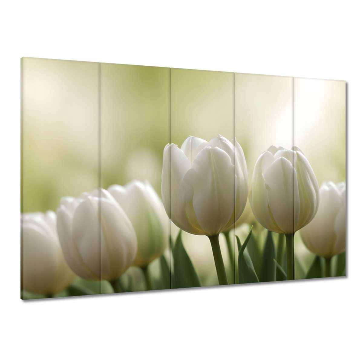 Obrazy 225x160 Białe tulipany