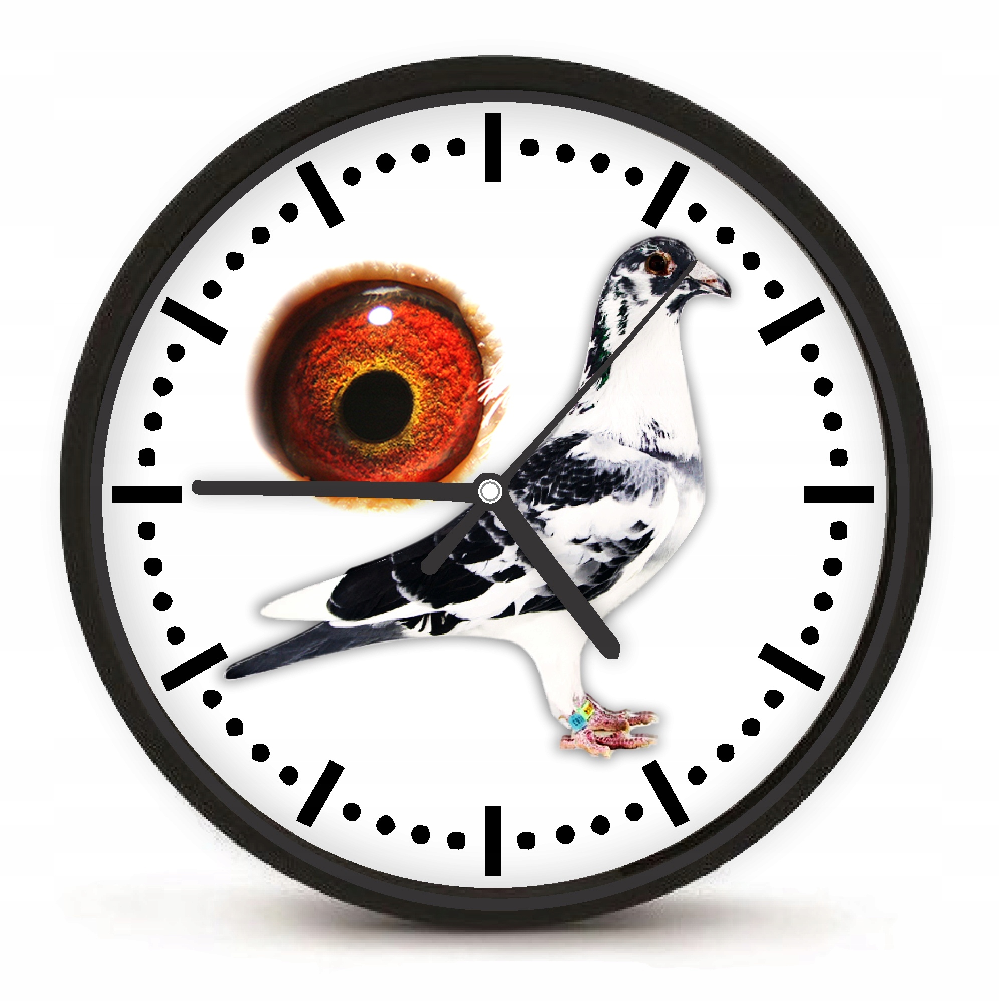 Zegar hodowcy gołębi ścienny Tarcza analogowa